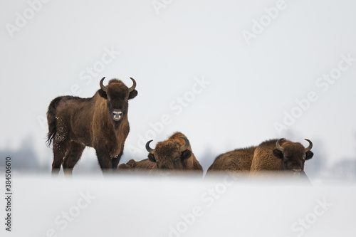 European bison in the snow