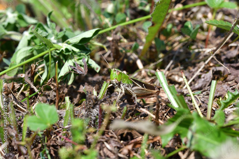 Masking of green meadow grasshoppers in the grass before enemy Masking of green meadow grasshoppers in the grass before enemy
