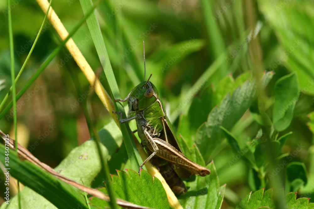 The meadow grasshopper crawling on green leaf macro photo The meadow grasshopper crawling on green leaf macro photo