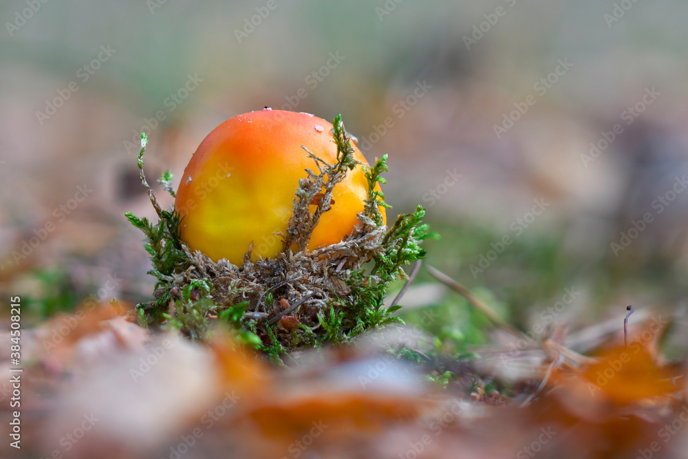 Fliegenpilz Fliegenpilz