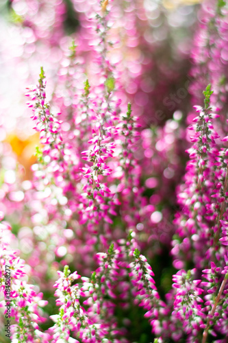 Vertical floral background with blossoming Heather flowers common known as Callluna Vulgarus with light bokeh effect. Botanical background with shining sparkles in vertical format
