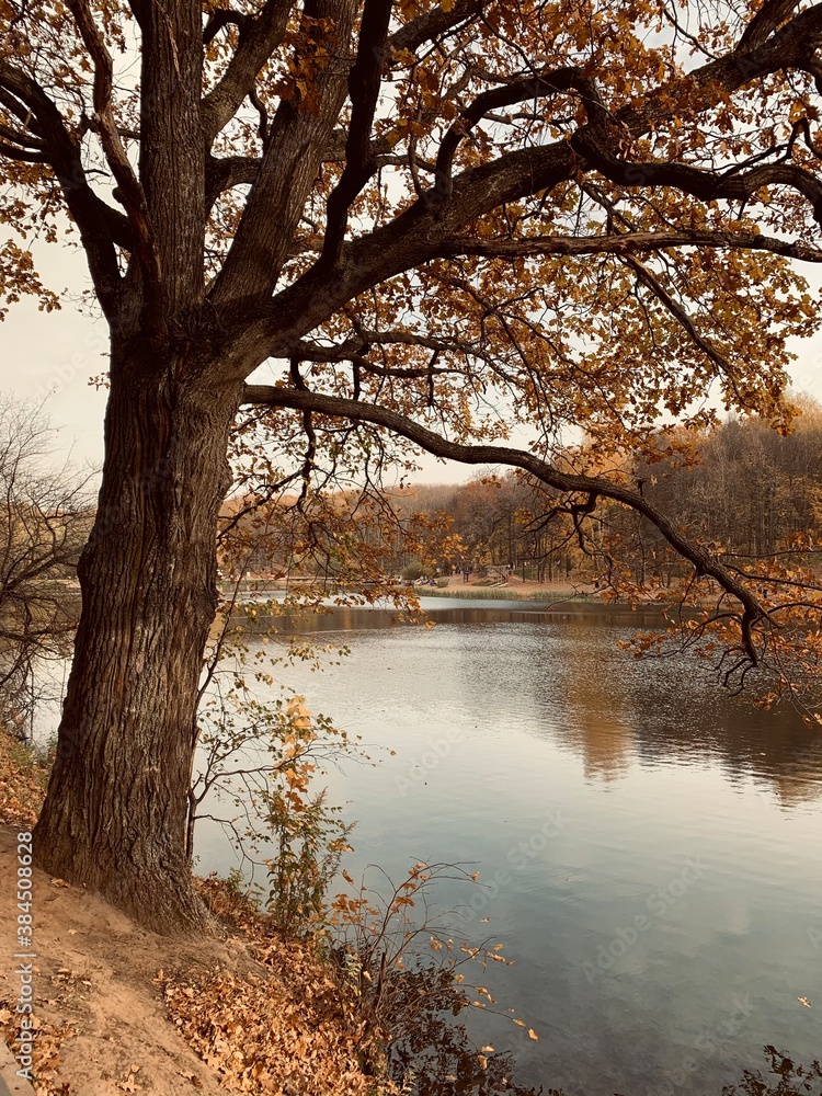 Obraz premium autumn in the park