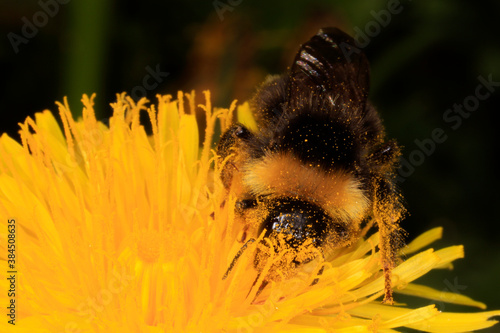 Hummel, Parasitenhummel, Psithyrus vestalis, Insekt, Thueringen, Deutschland, Europa --
Bumblebee, parasitic bumblebee, Psithyrus vestalis, insect, Thuringia, Germany, Europe photo