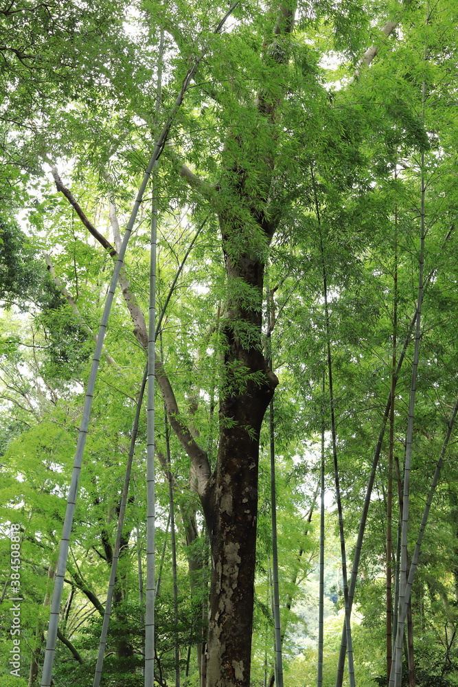Obraz premium 竹林