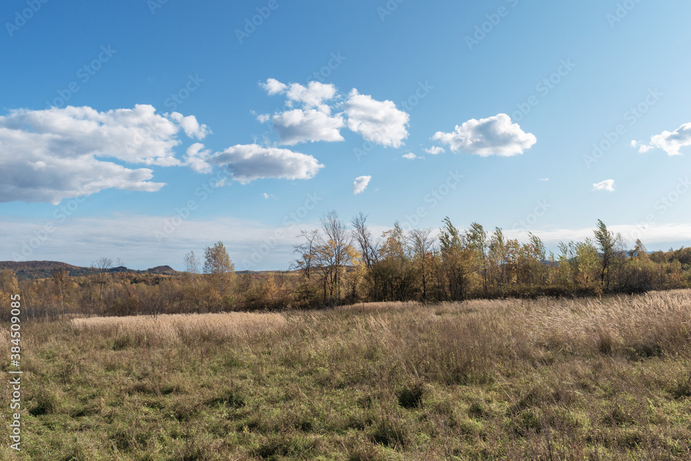 Fototapeta premium Dry grass and tree Mysterious setting