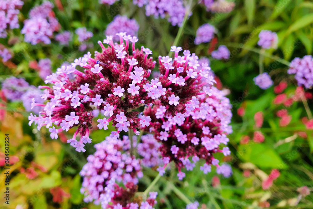 A macro shot of the flower head of a verbena buenos aires plant. A macro shot of the flower head of a verbena buenos aires plant.