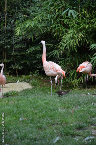 Beautiful group of flamingos with their long necks