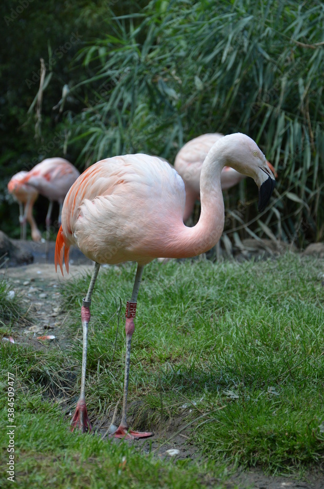 Fototapeta premium Beautiful group of flamingos with their long necks