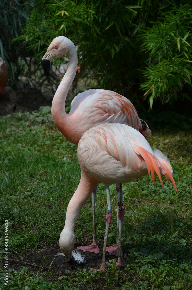 Beautiful group of flamingos with their long necks Beautiful group of flamingos with their long necks