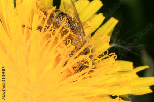 Bluehender Loewenzahn (Dandelion Taraxacum) Wildplanze, Bluetenpflanze, Pflanze, Insektennahrung. Thueringen, Deutzschland, Europa
Blooming Dandelion.  Wild plant, flower plant, Thueringia, Germany, photo