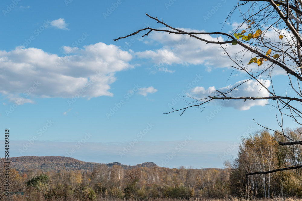 Obraz premium Dry grass and tree Mysterious setting