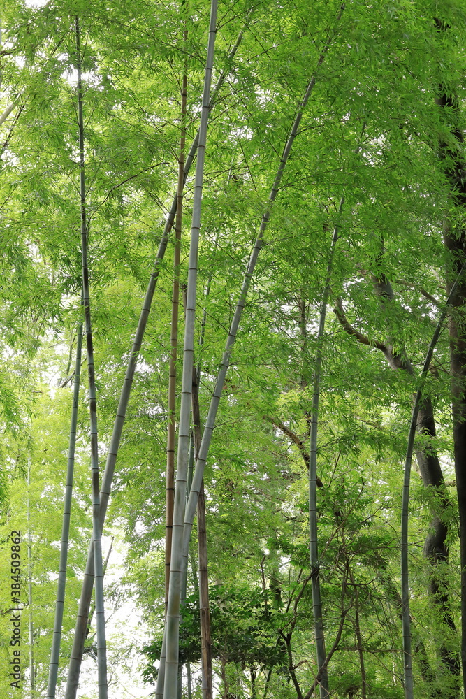 Fototapeta premium 竹林