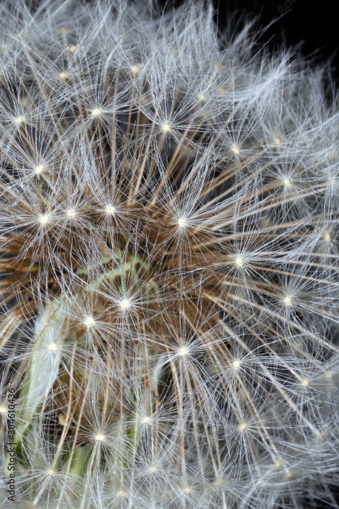 Verbluehter Loewenzahn (Dandelion Taraxacum) verbreitet Samen durch Wind, Thueringen, Deutschland, Europa  --  Faded Loewenzahn (Dandelion taraxacum) spreads seeds by wind, Thuringia, Germany, Europe 