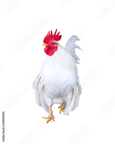 White rooster bantam walking isolated on  background , clipping path photo