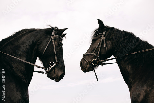 Two black purebred friesian horses, outdoors, on sky background.