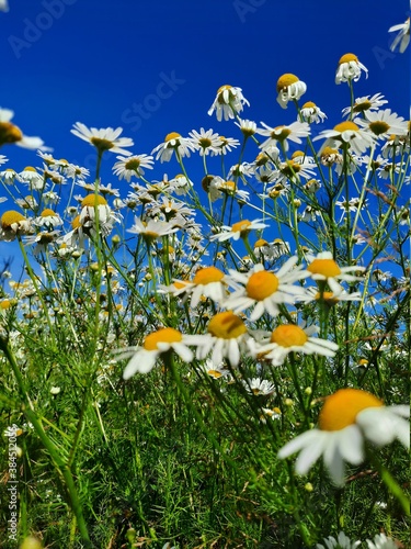 flowers in the meadow