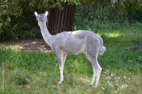 Llama lama in the Frankfurt zoo outdoors