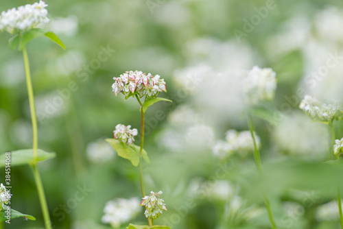 真っ白な蕎麦の花