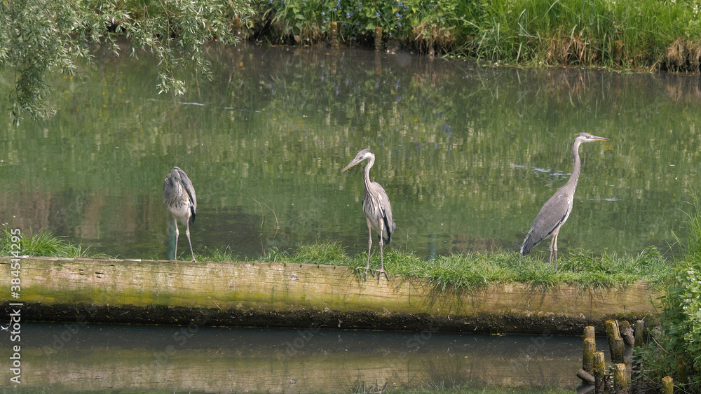 Fototapeta premium The grey herons. Ardea cinerea. Birds