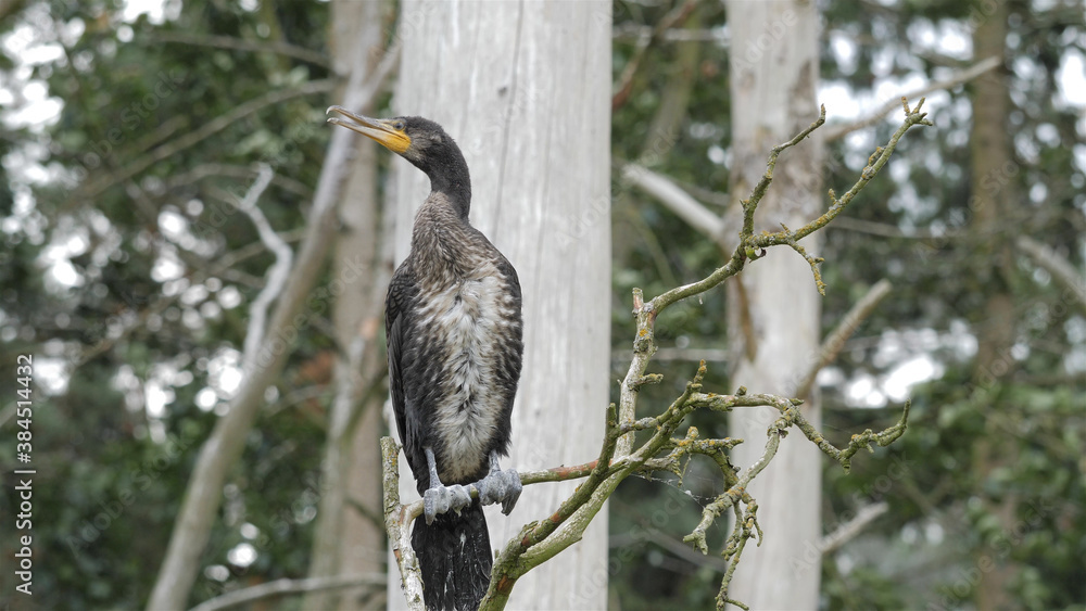 Obraz premium The great black cormorant perching on branch. Young specimen