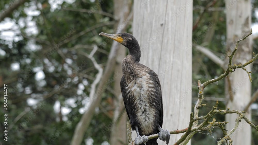 Fototapeta premium The great black cormorant perching on branch. Young specimen
