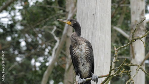 The great black cormorant perching on branch. Young specimen