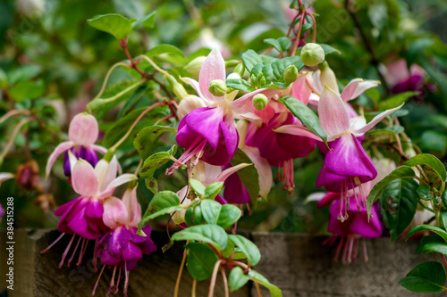 blossoming delicate magenta fuchsia flowers on a natural background