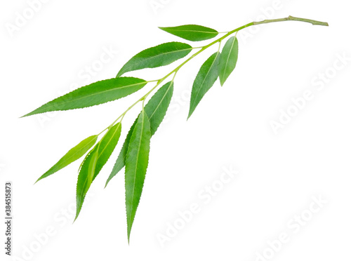 Willow branch with green leaves isolated on a white background without shadow. Item for packaging  design  mockup.