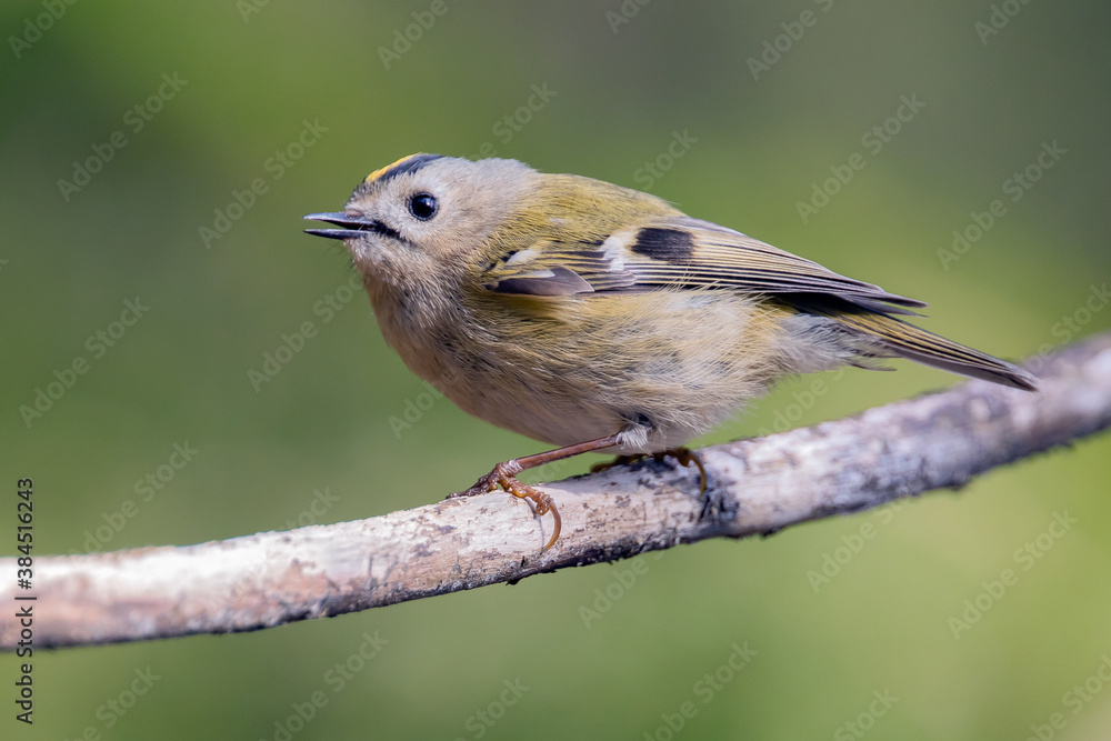 Obraz premium Goldcrest