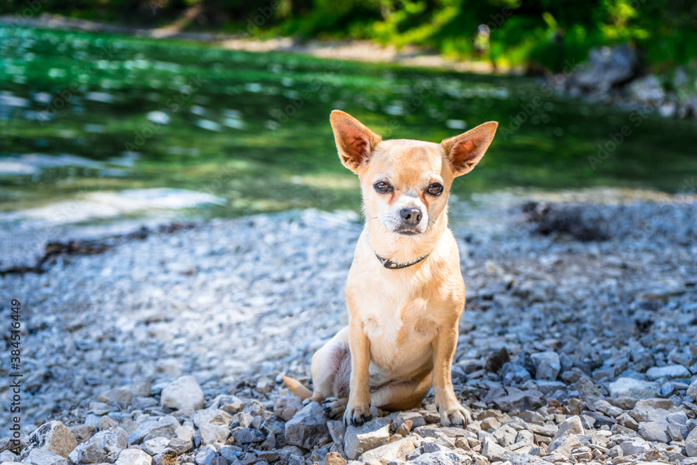 Leila der Chihuahua am Ufer eines bayerischen Sees in Deutschland