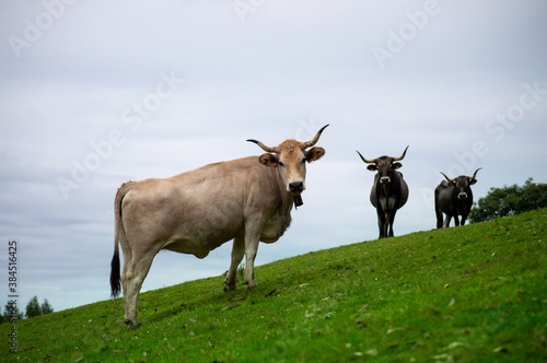 Cows on a hill in Cantabria  Spain