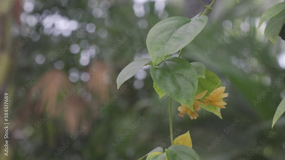 Yellow orange flowers with green leaf. Shoot with HLG 25 FPS. Panning Right Yellow orange flowers with green leaf. Shoot with HLG 25 FPS. Panning Right