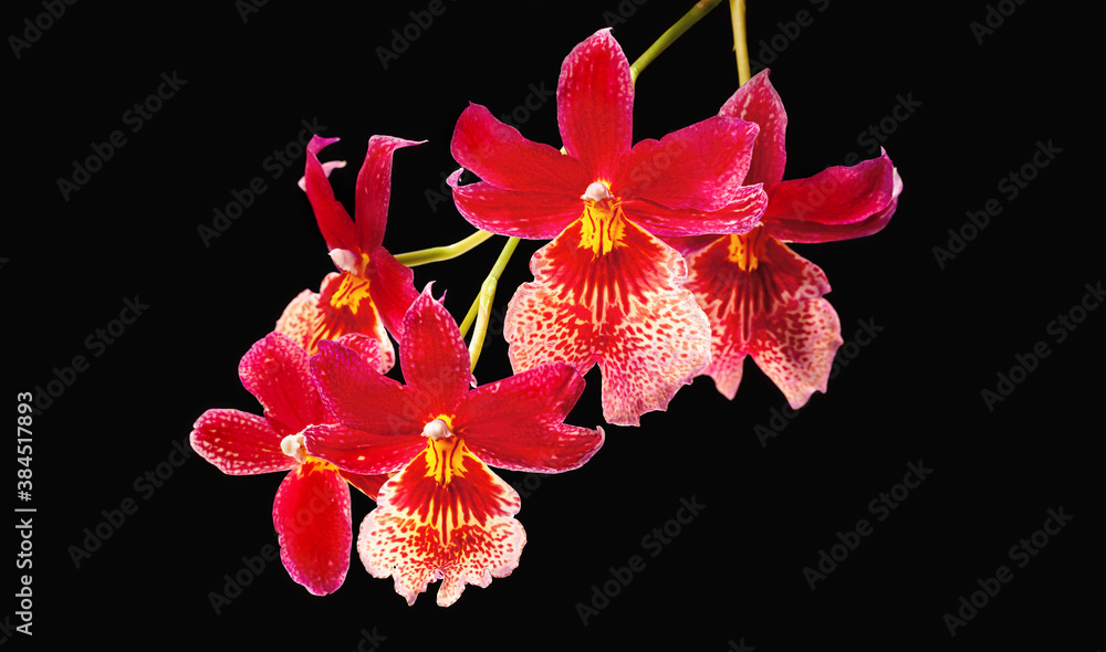 Fototapeta Beautiful red Cambria orchid flowers