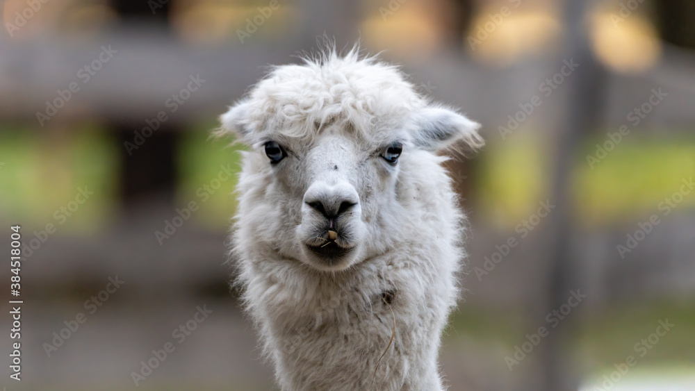 Fototapeta premium tier, lama, alpaka, säugetier, fell, bauernhof, camel, wolle, lama,