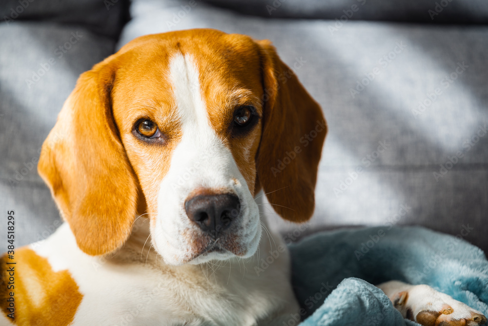 Beagle dog tired sleeps on a cozy sofa in bright room Beagle dog tired sleeps on a cozy sofa in bright room