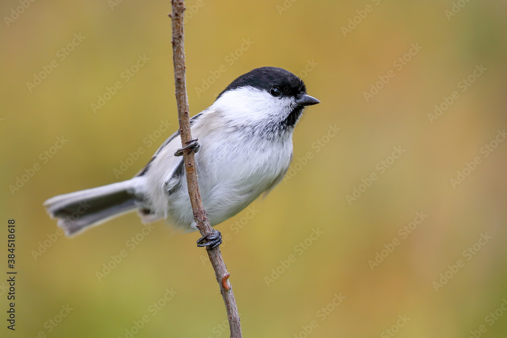 Obraz premium willow tit