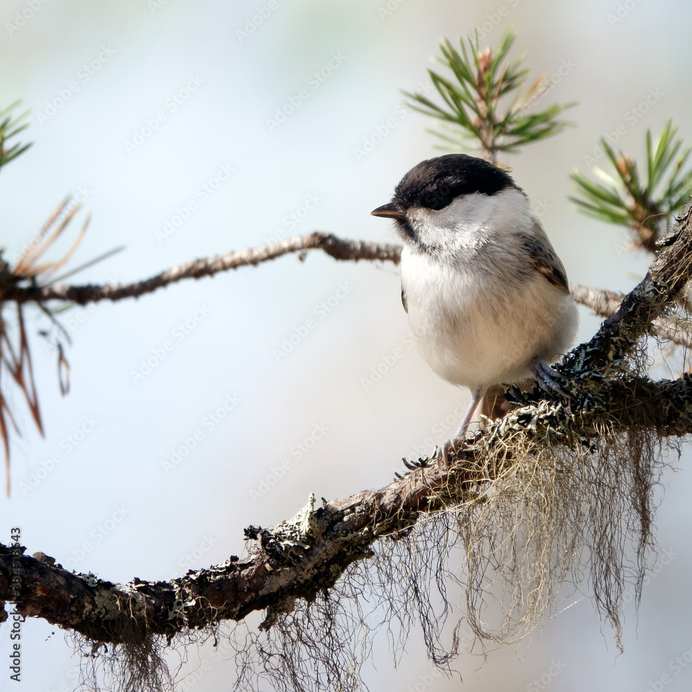 Fototapeta premium willow tit