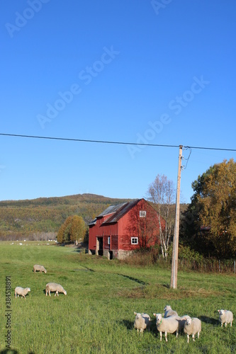 Lovely Barn with Sheep in Northern Norway  photo