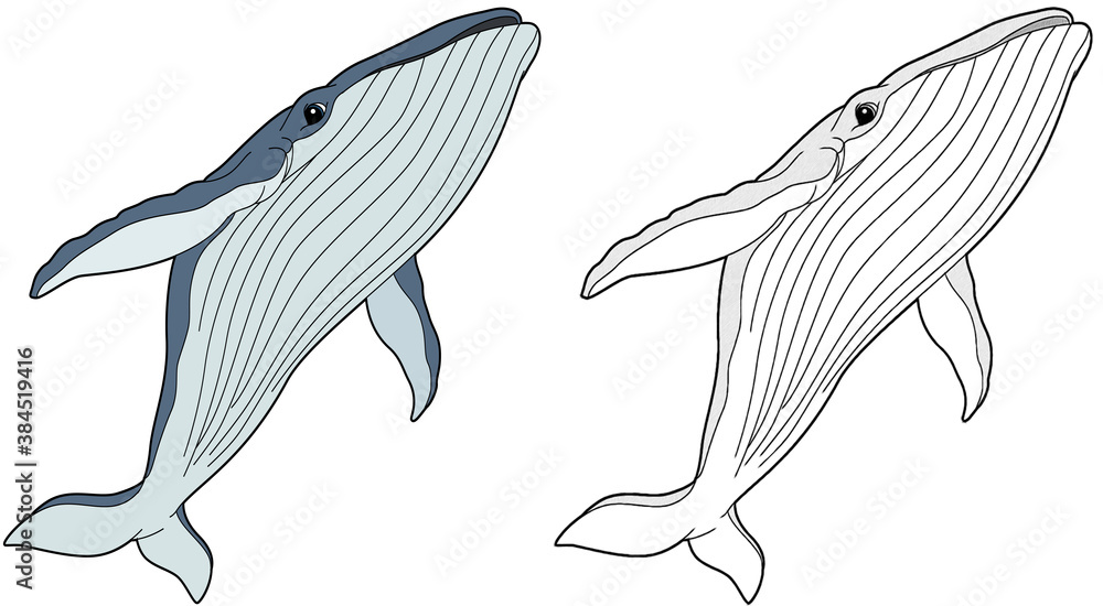 Cartoon animal whale fish with sketch - illustration Cartoon animal whale fish with sketch - illustration