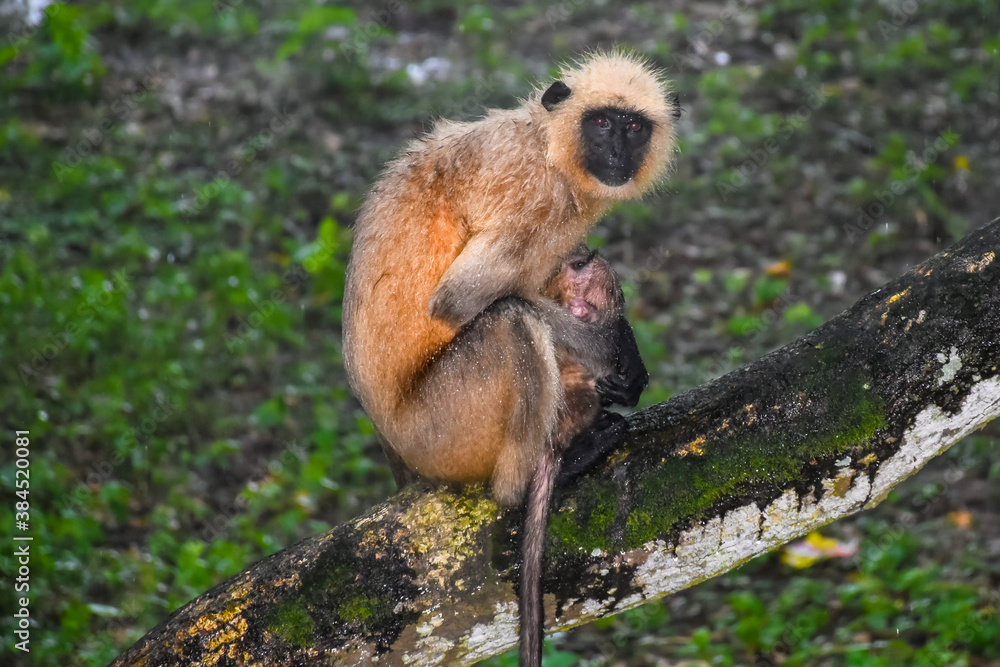Naklejka premium Indian black faced long tailed Monkey with baby sitting on the tree while raining