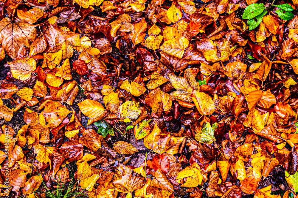 Hintergrund Herbst Laub Buche bunt Hintergrund Herbst Laub Buche bunt