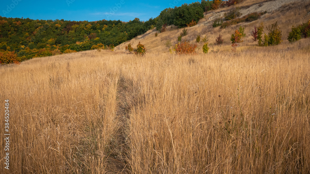 Trail in dry grass on the mountainside and autumn forest on the slopes in the background
