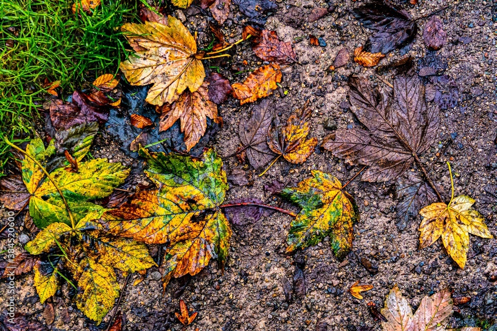 Herbst buntes Laub Blätter Waldboden im Matsch