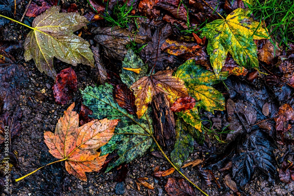 Herbst buntes Laub Blätter Waldboden im Matsch