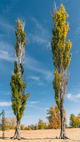 Beautiful autumn landscape - Two tall poplars against the background of an autumn forest on a sandy shore