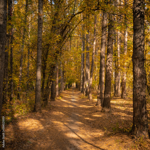 Trail in the autumn forest among tall larch trees - autumn landscape