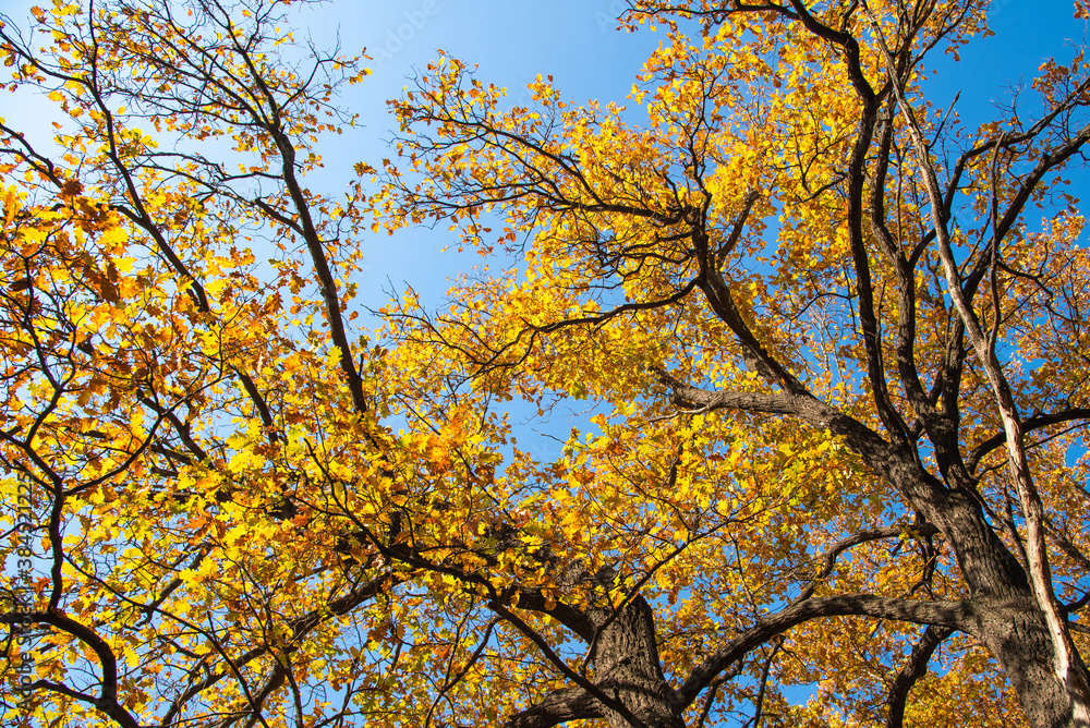 Oak branches with autumn golden leaves on a background of blue sky on an autumn morning Oak branches with autumn golden leaves on a background of blue sky on an autumn morning