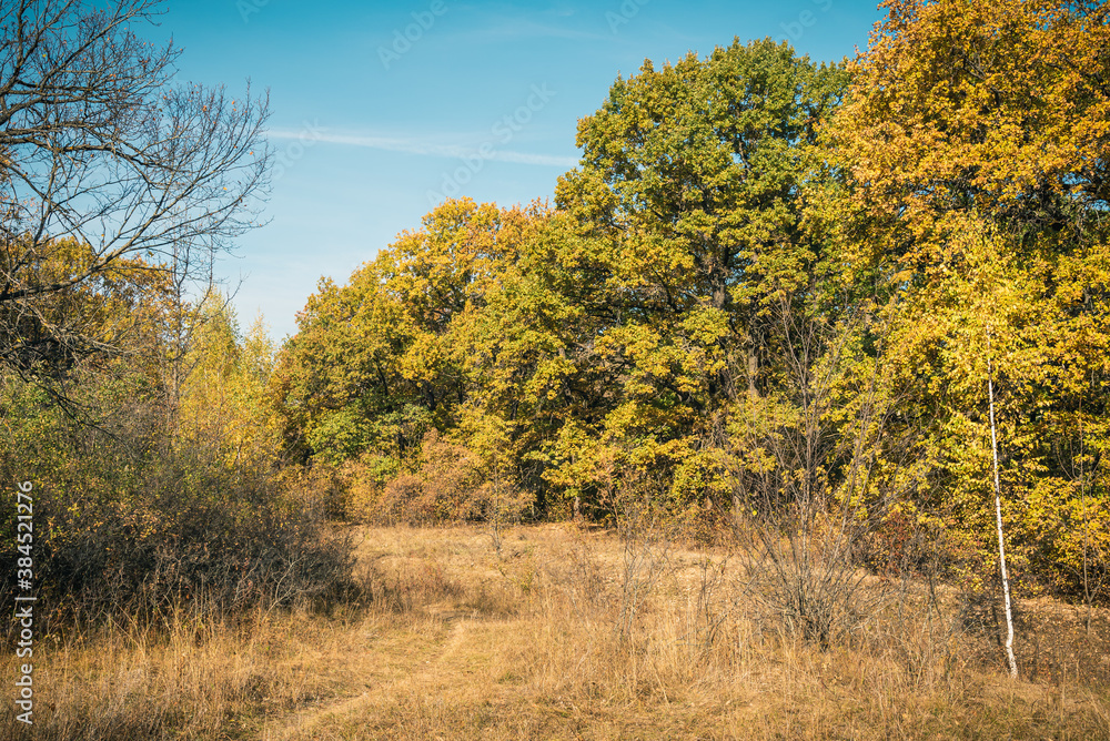 Fototapeta premium Large oak tree with yellowing leaves in the forest road on a clear autumn day