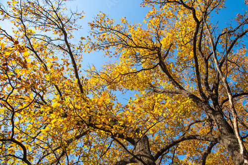 Oak branches with autumn golden leaves on a background of blue sky on an autumn morning