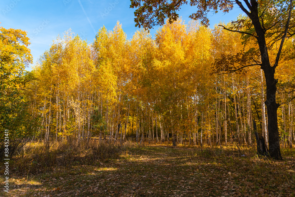 Obraz premium Glade in front of a birch grove on a bright sunny autumn day - beautiful forest autumn landscape